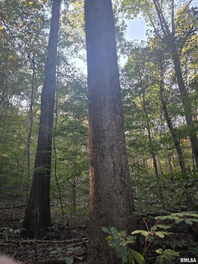 19168 COUNTY LINE Road, Jonesboro, Illinois 62952, 2 Bedrooms Bedrooms, 0 ,0,Land,For Sale,COUNTY LINE,0,RMAEB460301