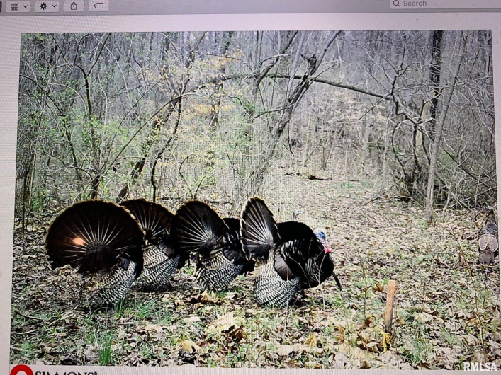 19168 COUNTY LINE Road, Jonesboro, Illinois 62952, 2 Bedrooms Bedrooms, 0 ,0,Land,For Sale,COUNTY LINE,0,RMAEB460301