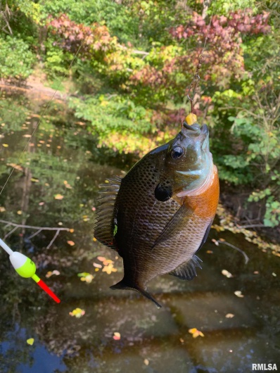 19168 COUNTY LINE Road, Jonesboro, Illinois 62952, 2 Bedrooms Bedrooms, 0 ,0,Land,For Sale,COUNTY LINE,0,RMAEB460301