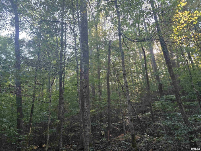 19168 COUNTY LINE Road, Jonesboro, Illinois 62952, 2 Bedrooms Bedrooms, 0 ,0,Land,For Sale,COUNTY LINE,0,RMAEB460301