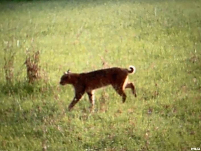 19168 COUNTY LINE Road, Jonesboro, Illinois 62952, 2 Bedrooms Bedrooms, 0 ,0,Land,For Sale,COUNTY LINE,0,RMAEB460301