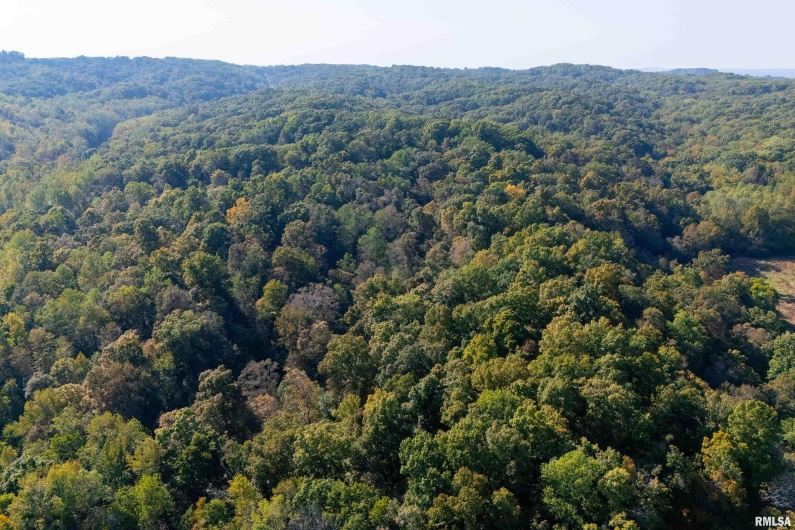 19168 COUNTY LINE Road, Jonesboro, Illinois 62952, 2 Bedrooms Bedrooms, 0 ,0,Land,For Sale,COUNTY LINE,0,RMAEB460301