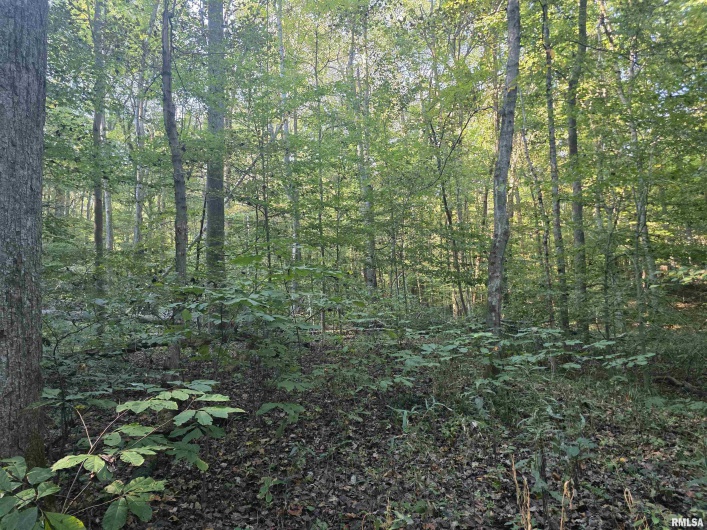 19168 COUNTY LINE Road, Jonesboro, Illinois 62952, 2 Bedrooms Bedrooms, 0 ,0,Land,For Sale,COUNTY LINE,0,RMAEB460301