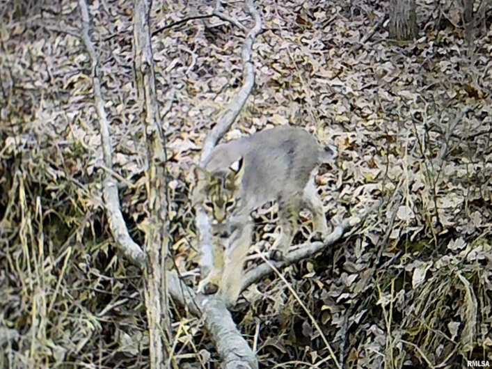 19168 COUNTY LINE Road, Jonesboro, Illinois 62952, 2 Bedrooms Bedrooms, 0 ,0,Land,For Sale,COUNTY LINE,0,RMAEB460301