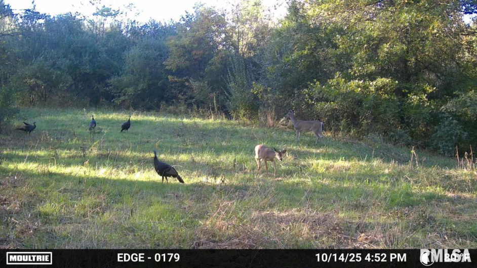 19168 COUNTY LINE Road, Jonesboro, Illinois 62952, 2 Bedrooms Bedrooms, 0 ,0,Land,For Sale,COUNTY LINE,0,RMAEB460301