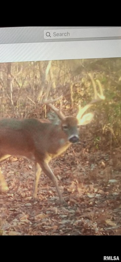 19168 COUNTY LINE Road, Jonesboro, Illinois 62952, 2 Bedrooms Bedrooms, 0 ,0,Land,For Sale,COUNTY LINE,0,RMAEB460301