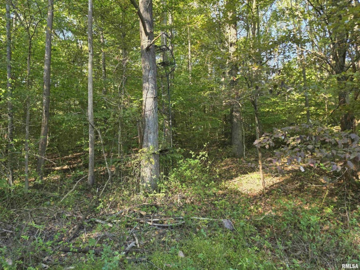 19168 COUNTY LINE Road, Jonesboro, Illinois 62952, 2 Bedrooms Bedrooms, 0 ,0,Land,For Sale,COUNTY LINE,0,RMAEB460301