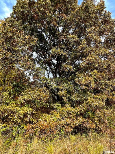 1143 COUNTY LINE Road, Cobden, Illinois 62920, 0 , 0 ,0,Land,For Sale,COUNTY LINE,0,RMAEB460368