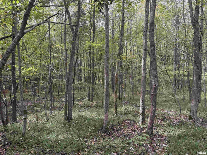 000 Shawnee Hills Road, Equality, Illinois 62934-0000, 1 Bedroom Bedrooms, 0 ,1 BathroomBathrooms,Land,For Sale,Shawnee Hills,0,RMAEB460383