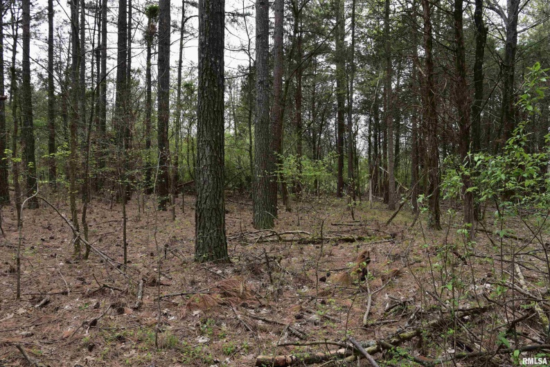 000 Parrish Ridge Road, Goreville, Illinois 62939, 0 , 0 ,0,Land,For Sale,Parrish Ridge,0,RMACA1035966