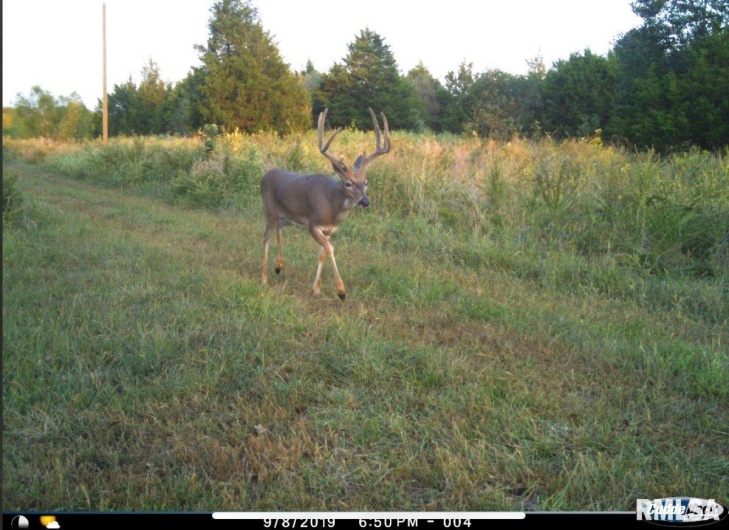 1501 DUNCAN Road, Carrier Mills, Illinois 62917, 4 Bedrooms Bedrooms, 0 ,0,Land,For Sale,DUNCAN,0,RMACA1036716