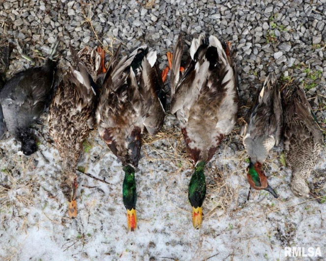 1501 DUNCAN Road, Carrier Mills, Illinois 62917, 4 Bedrooms Bedrooms, 0 ,0,Land,For Sale,DUNCAN,0,RMACA1036716