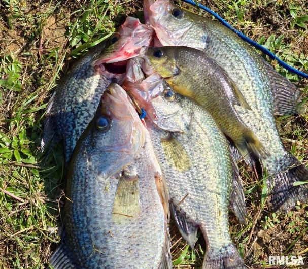 1501 DUNCAN Road, Carrier Mills, Illinois 62917, 4 Bedrooms Bedrooms, 0 ,0,Land,For Sale,DUNCAN,0,RMACA1036716