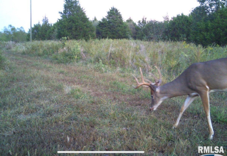 1501 DUNCAN Road, Carrier Mills, Illinois 62917, 4 Bedrooms Bedrooms, 0 ,0,Land,For Sale,DUNCAN,0,RMACA1036716