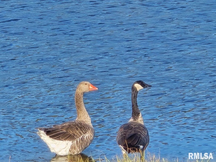 1501 DUNCAN Road, Carrier Mills, Illinois 62917, 4 Bedrooms Bedrooms, 0 ,0,Land,For Sale,DUNCAN,0,RMACA1036716