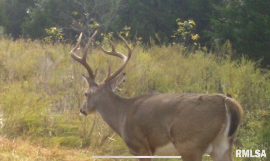 1501 DUNCAN Road, Carrier Mills, Illinois 62917, 4 Bedrooms Bedrooms, 0 ,0,Land,For Sale,DUNCAN,0,RMACA1036716