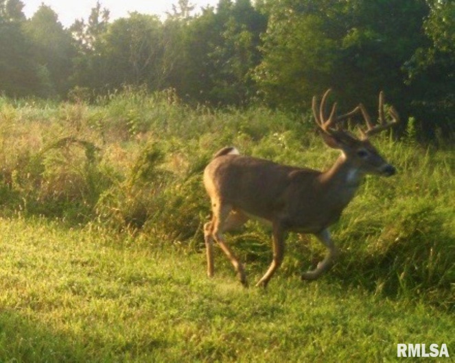 1501 DUNCAN Road, Carrier Mills, Illinois 62917, 4 Bedrooms Bedrooms, 0 ,0,Land,For Sale,DUNCAN,0,RMACA1036716