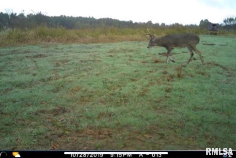 1501 DUNCAN Road, Carrier Mills, Illinois 62917, 4 Bedrooms Bedrooms, 0 ,0,Land,For Sale,DUNCAN,0,RMACA1036716