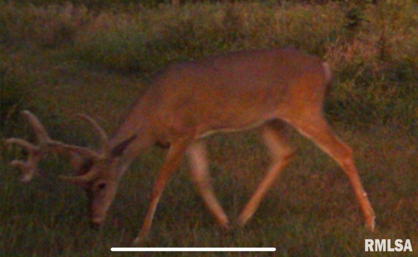 1501 DUNCAN Road, Carrier Mills, Illinois 62917, 4 Bedrooms Bedrooms, 0 ,0,Land,For Sale,DUNCAN,0,RMACA1036716