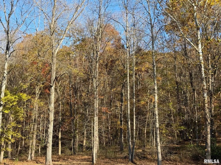 880 Rocky Comfort Road, Makanda, Illinois 62958, 1 Bedroom Bedrooms, 0 ,1 BathroomBathrooms,Residential,For Sale,Rocky Comfort,0,RMAQC4269208