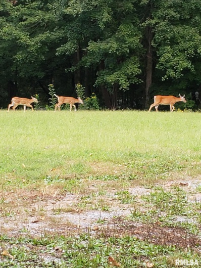 880 Rocky Comfort Road, Makanda, Illinois 62958, 1 Bedroom Bedrooms, 0 ,1 BathroomBathrooms,Residential,For Sale,Rocky Comfort,0,RMAQC4269208