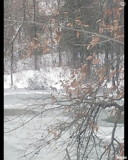 208 Dewmaine Road, Carterville, Illinois 62918, 0 , 0 ,0,Land,For Sale,Dewmaine,0,RMAEB460495