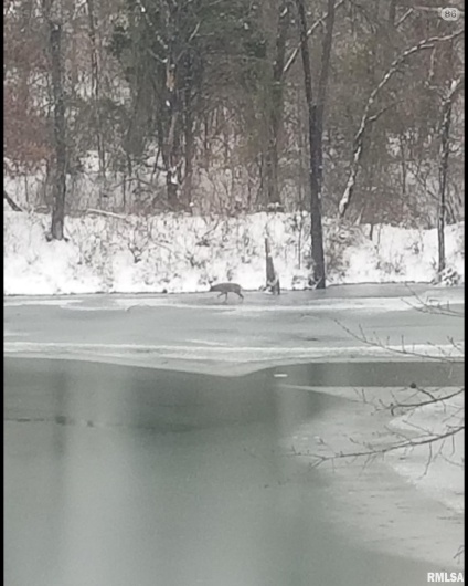 208 Dewmaine Road, Carterville, Illinois 62918, 0 , 0 ,0,Land,For Sale,Dewmaine,0,RMAEB460495