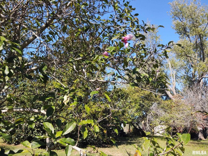 901 LOCUST Street, Vienna, Illinois 62995, 3 Bedrooms Bedrooms, 0 ,1 BathroomBathrooms,Residential,For Sale,LOCUST,0,RMAEB460207