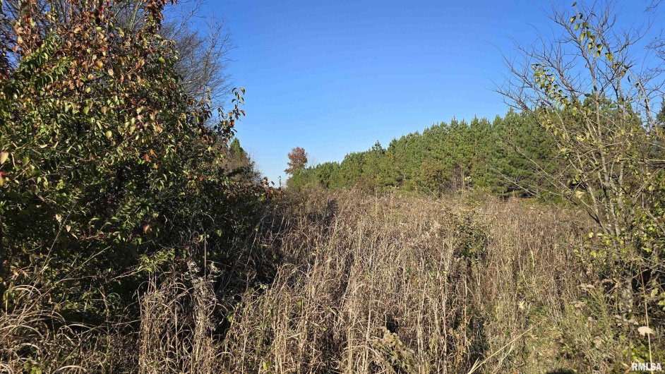 650 Old Route 146 Loop, Vienna, Illinois 62995, 3 Bedrooms Bedrooms, 0 ,1 BathroomBathrooms,Residential,For Sale,Old Route 146,0,RMAEB459706