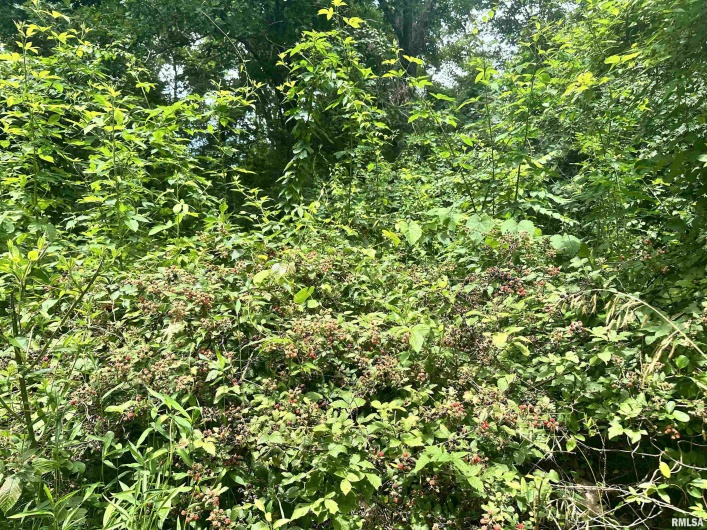 000 Knob Creek Road, Carbondale, Illinois 62903, 0 , 0 ,0,Land,For Sale,Knob Creek,0,RMAEB451171