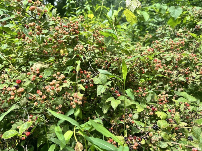 000 Knob Creek Road, Carbondale, Illinois 62903, 0 , 0 ,0,Land,For Sale,Knob Creek,0,RMAEB451171