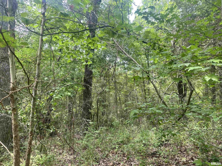 000 Knob Creek Road, Carbondale, Illinois 62903, 0 , 0 ,0,Land,For Sale,Knob Creek,0,RMAEB451171