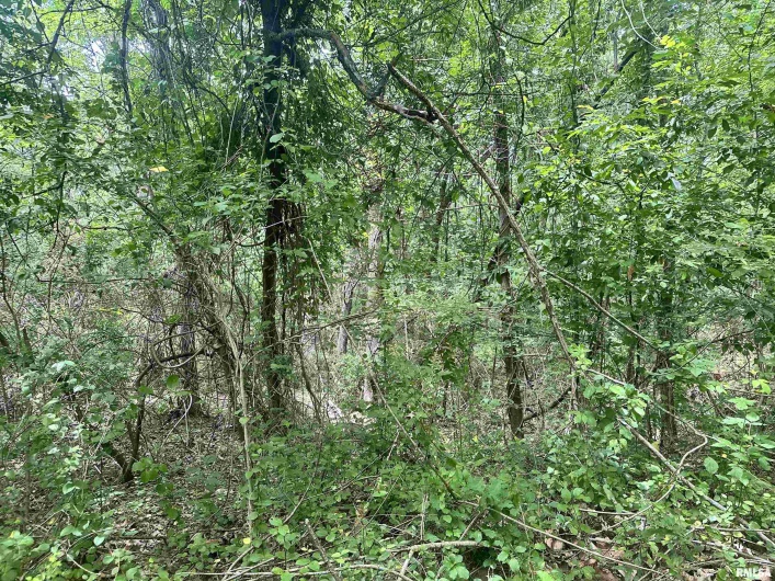 000 Knob Creek Road, Carbondale, Illinois 62903, 0 , 0 ,0,Land,For Sale,Knob Creek,0,RMAEB451171