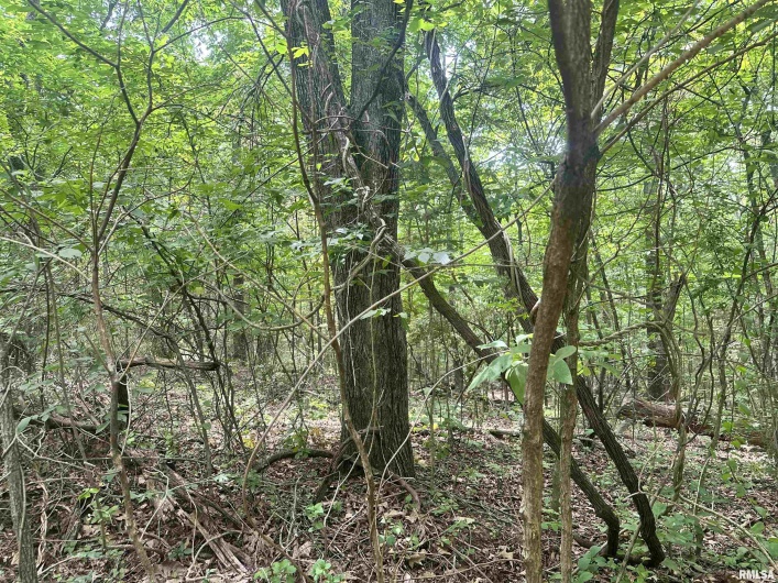 000 Knob Creek Road, Carbondale, Illinois 62903, 0 , 0 ,0,Land,For Sale,Knob Creek,0,RMAEB451171