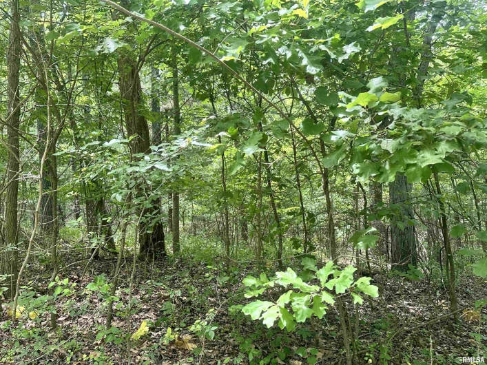 000 Knob Creek Road, Carbondale, Illinois 62903, 0 , 0 ,0,Land,For Sale,Knob Creek,0,RMAEB451171