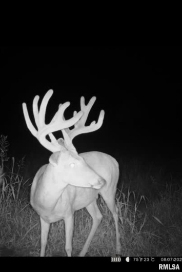 000 Route 1 Highway, Cave In Rock, Illinois 62919, 0 , 0 ,0,Land,For Sale,Route 1,0,RMACA1041065