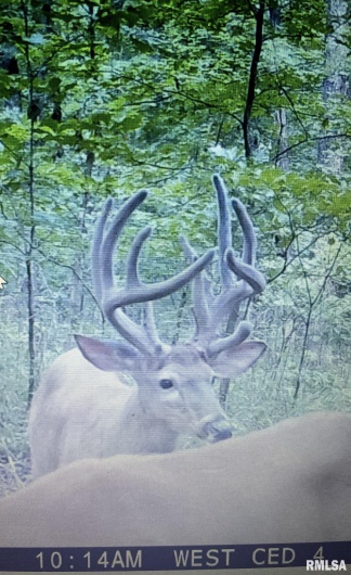 000 Route 1 Highway, Cave In Rock, Illinois 62919, 0 , 0 ,0,Land,For Sale,Route 1,0,RMACA1041065