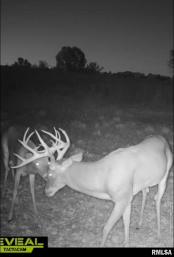 000 Route 1 Highway, Cave In Rock, Illinois 62919, 0 , 0 ,0,Land,For Sale,Route 1,0,RMACA1041065